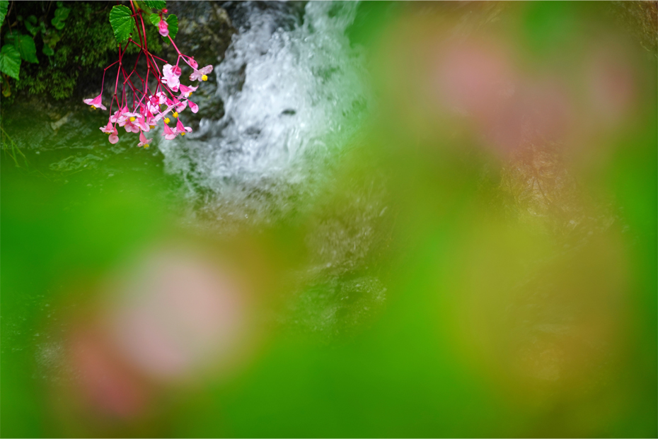 ��7R III,�@FE 70-200mm F4 G OSS,�@200mm,�@F4,�@1/200�b,�@ISO400