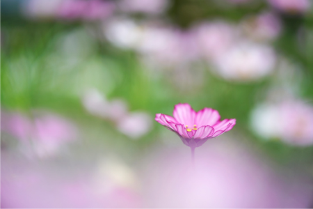 ��7R III,�@ FE 90mm F2.8 Macro G OSS,�@90mm, F2.8,�@1/800�b,�@ISO250