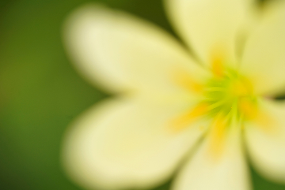 ��7R III,�@ FE 90mm F2.8 Macro G OSS,�@90mm,�@F2.8,�@1/250�b,�@ISO640