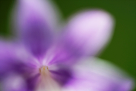 ��7R III,�@FE 90mm F2.8 Macro G OSS,�@90mm,�@F2.8,�@1/500�b,�@ISO320