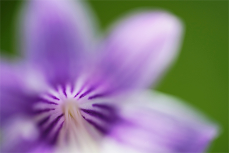 ��7R III,�@ FE 90mm F2.8 Macro G OSS,�@90mm, F2.8,�@1/400�b,�@ISO320
