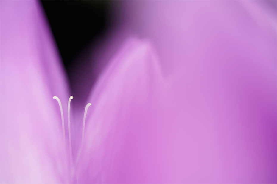 ��7R III,�@FE 90mm F2.8 Macro G OSS,�@90mm,�@F4,�@1/500�b,�@ISO250