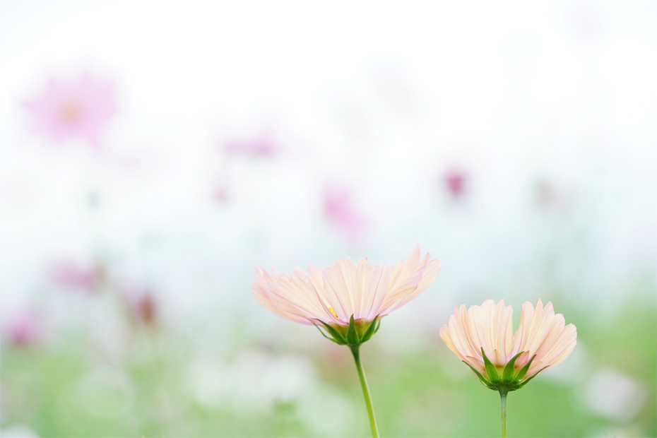 ��7R III,�@FE 90mm F2.8 Macro G OSS,�@90mm,�@F5,�@1/250�b,�@ISO400