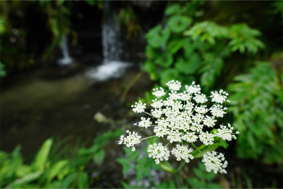 ��7R III,�@ Vario-Tessar T�� FE 16-35mm F4 ZA OSS,�@20mm,�@F4,�@1/500�b,�@ISO800