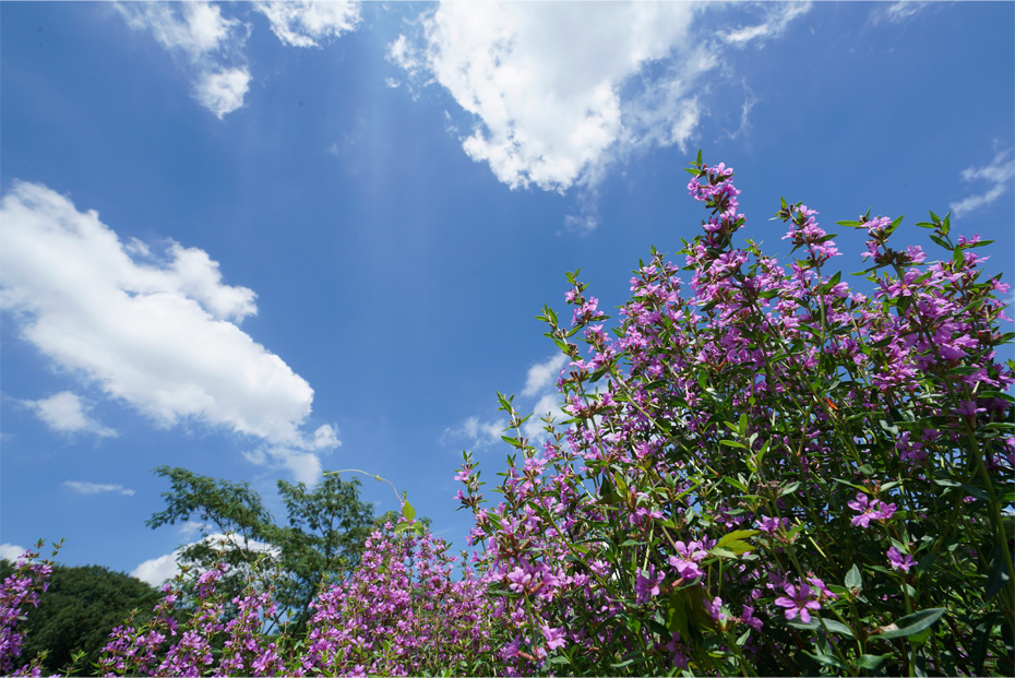 ��7R III,�@ Vario-Tessar T�� FE 16-35mm F4 ZA OSS,�@16mm,�@F16,�@1/125�b,�@ISO200