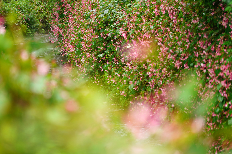 ��7R III,�@ FE 70-200mm F4 G OSS,�@200mm,�@F4,�@1/125�b,�@ISO400