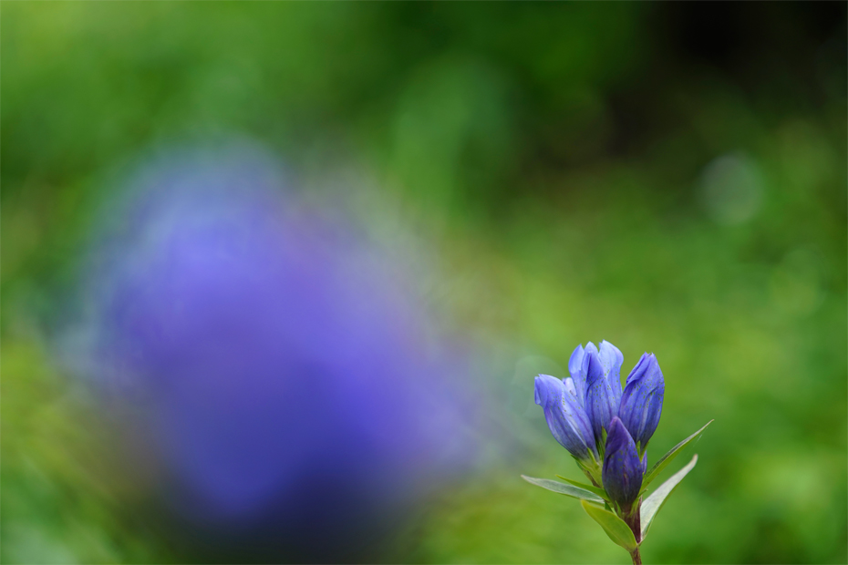 ��7R III,�@ FE 70-200mm F4 G OSS,�@200mm,�@F4,�@1/1000�b,�@ISO320