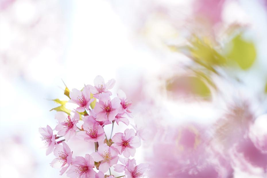 FE 70-200mm F2.8 GM OSS,�@200mm,�@F4.0,�@1/1000�b,�@ISO640,�@+2.3EV