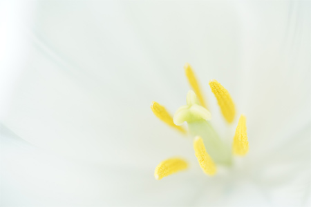 FE 90mm F2.8 Macro G OSS,�@90mm,�@F2.8,�@1/1250�b,�@ISO4000,�@+2.3EV