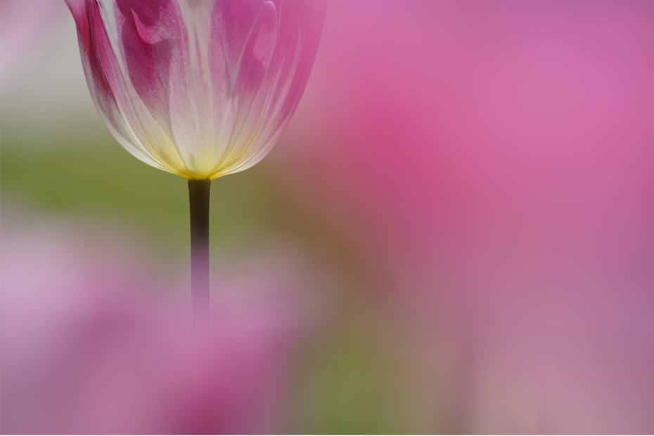 FE 70-200mm F2.8 GM OSS,�@200mm,�@F5.6,�@1/1000�b,�@ISO200,�@�}0EV