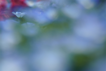 FE 70-200mm F2.8 GM OSS,�@200mm,�@F4.0,�@1/6400�b,�@ISO400,�@�}0EV