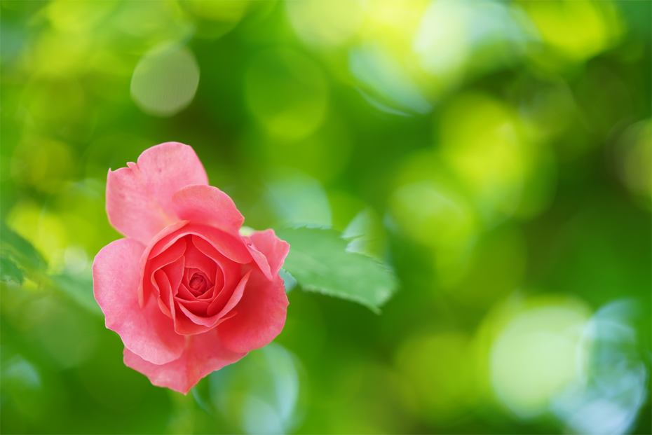 FE 90mm F2.8 Macro G OSS,�@90mm,�@F2.8,�@1/200�b,�@1/50�b,�@ISO400,�@+0.3EV