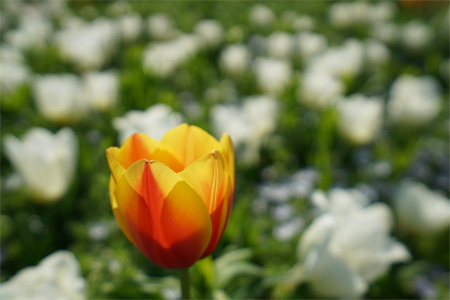 Vario-Tessar T�� FE 16-35mm F4 ZA OSS,�@35mm,�@F4.0,�@1/5000�b,�@ISO400,�@�}0EV