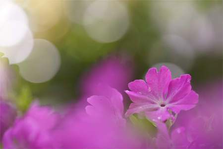 FE 90mm F2.8 Macro G OSS,�@90mm,�@F4.0,�@1/400�b,�@ISO800,�@�}0EV