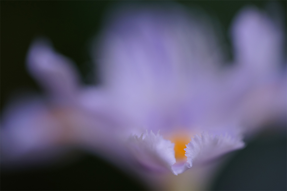 FE 90mm F2.8 Macro G OSS,�@90mm,�@F2.8,�@1/800�b,�@ISO800,�@-0.7EV