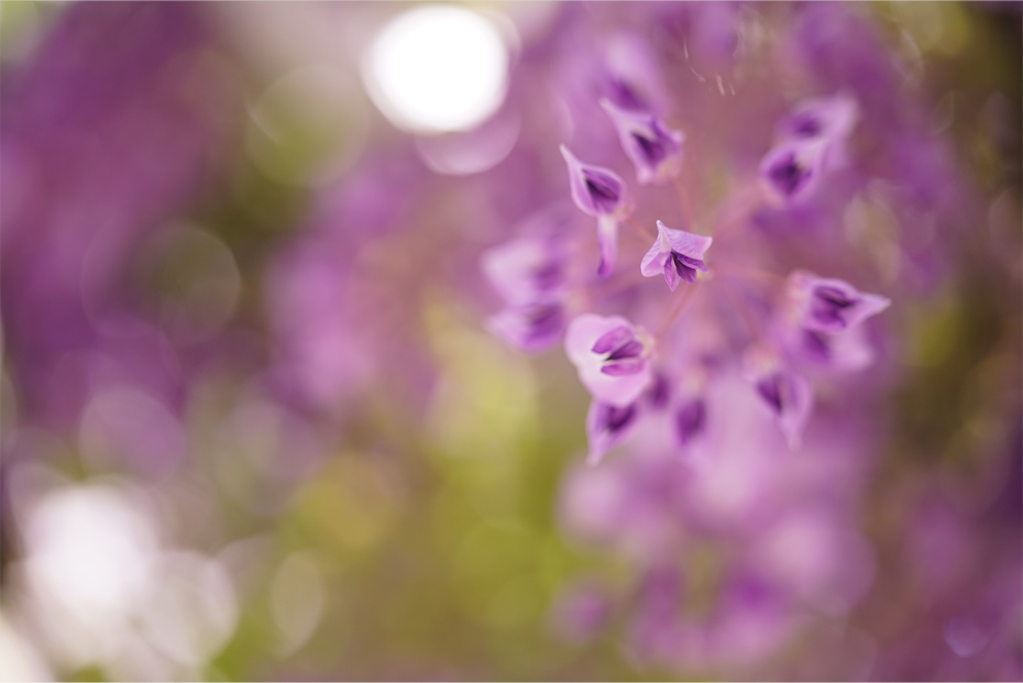 FE 90mm F2.8 Macro G OSS,�@90mm,�@F2.8,�@1/400�b,�@ISO640,�@+0.3EV