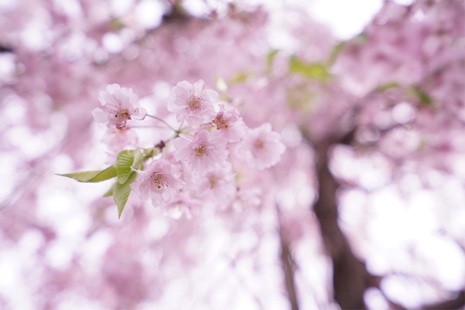 Vario-Tessar T�� FE 16-35mm F4 ZA OSS,�@35mm,�@F4.0,�@1/1000�b,�@ISO400,�@+1.7EV