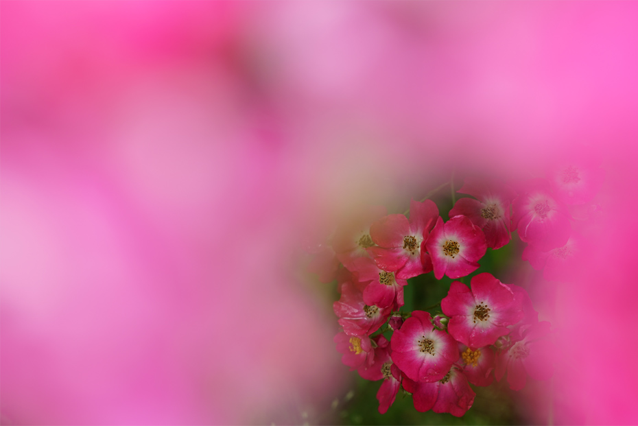 FE 70-200mm F2.8 GM OSS,�@200mm,�@F5.0,�@1/125�b,�@ISO320,�@+0.3EV