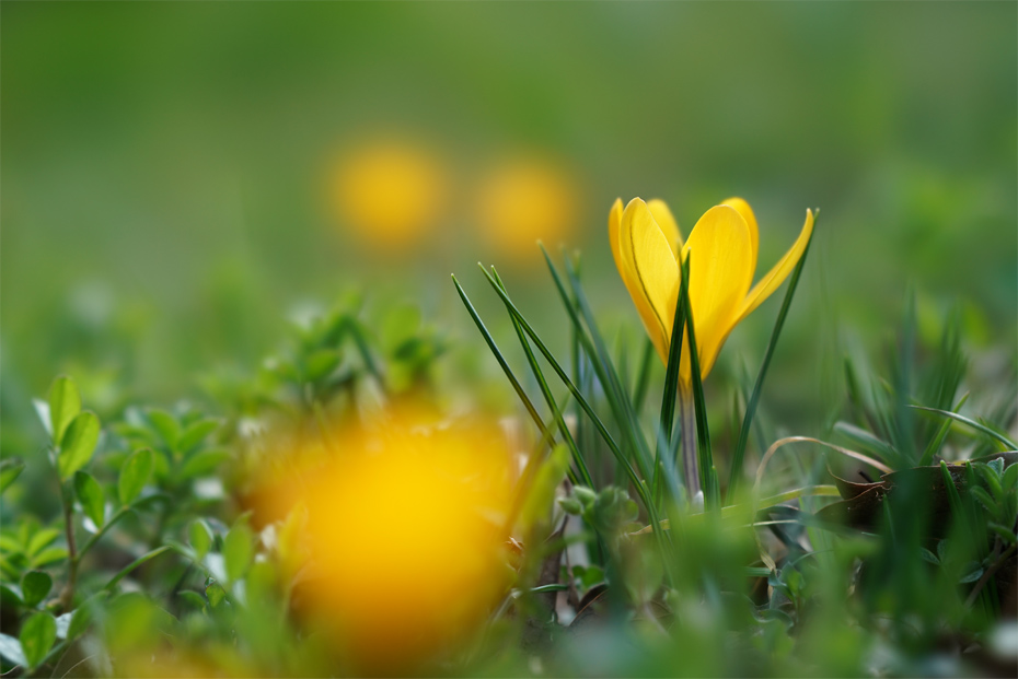 FE 100mm F2.8 STF GM OSS,�@100mm,�@F5.6,�@1/500�b,�@ISO400,�@�}0EV