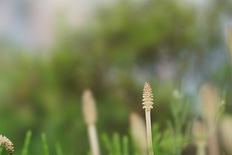 FE 100mm F2.8 STF GM OSS,�@100mm,�@F5.6,�@1/250�b,�@ISO400,�@-0.3EV