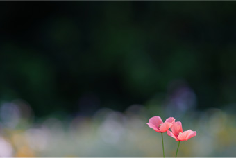 FE 70-200mm F2.8 GM OSS,�@200mm,�@F4.0,�@1/250�b,�@ISO100,�@-2.3EV