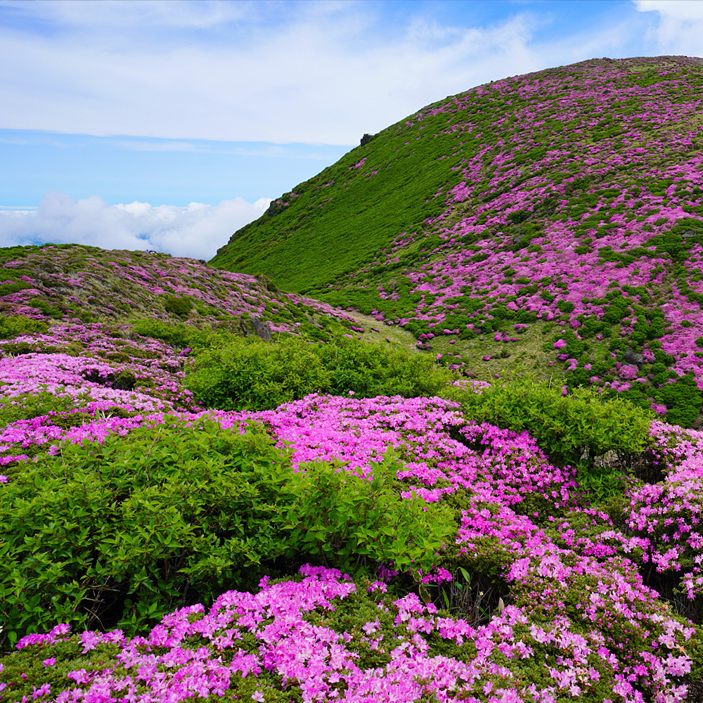 �� Professional Style �u�v�������B�e�̗��V�v