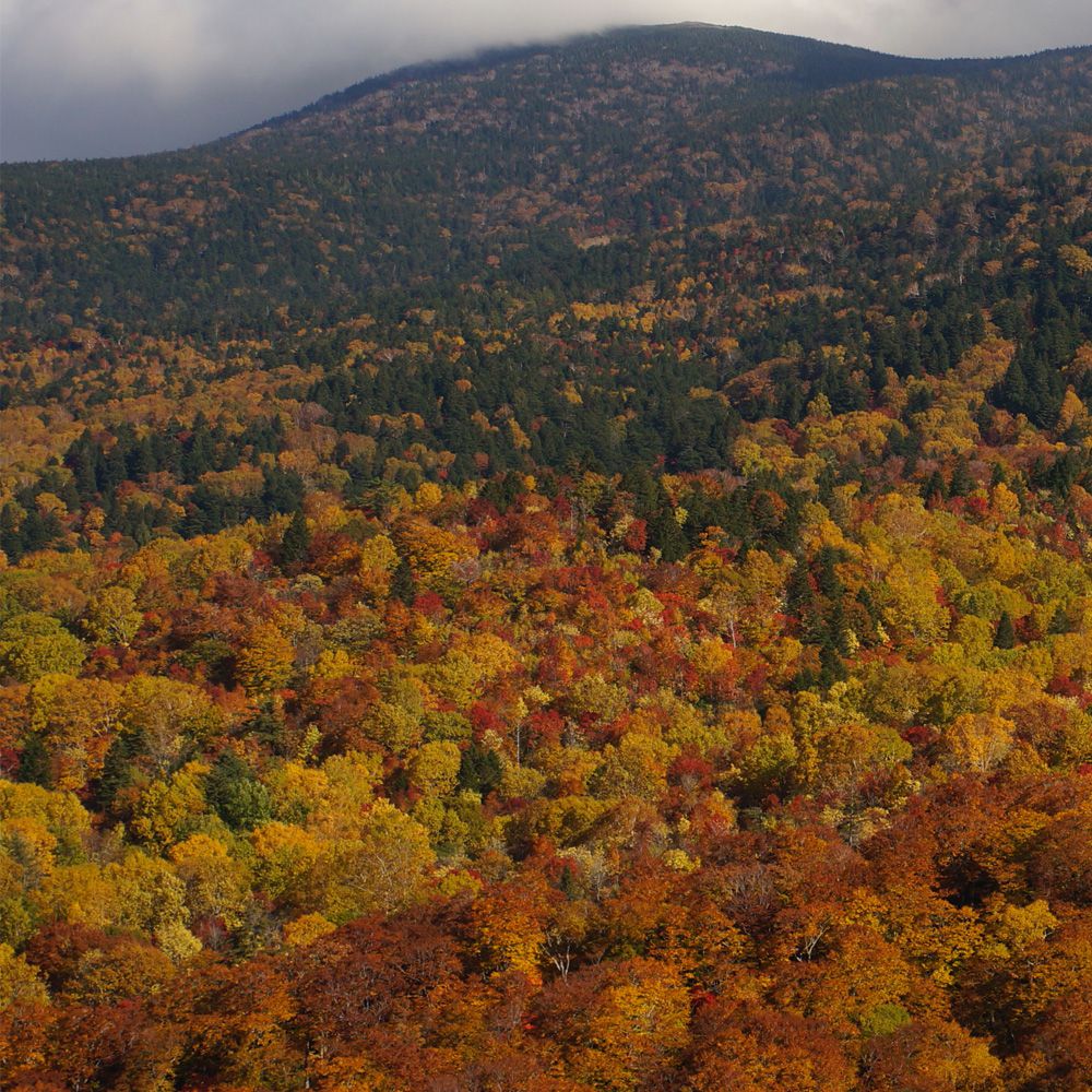 ���܂�䂭�A�H�̔��𑨂���i�Ђ�߂��ҁj