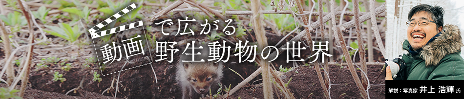 動画で広がる野生動物の世界 解説：写真家 井上浩輝氏