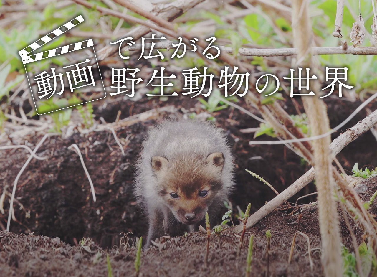 動画で広がる野生動物の世界 ソニー