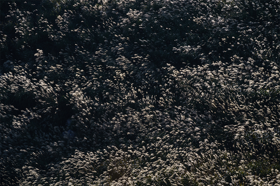 ��7R III,�@ FE 70-200mm F4 G OSS,�@ 200mm,�@ F8,�@ 1/125�b,�@ ISO160