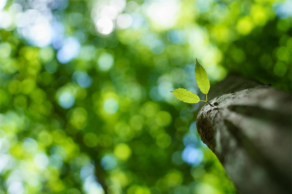 ��7R IV,�@ FE 24mm F1.4 GM,�@ 24mm,�@ F1.4,�@ 1/500�b,�@ ISO400