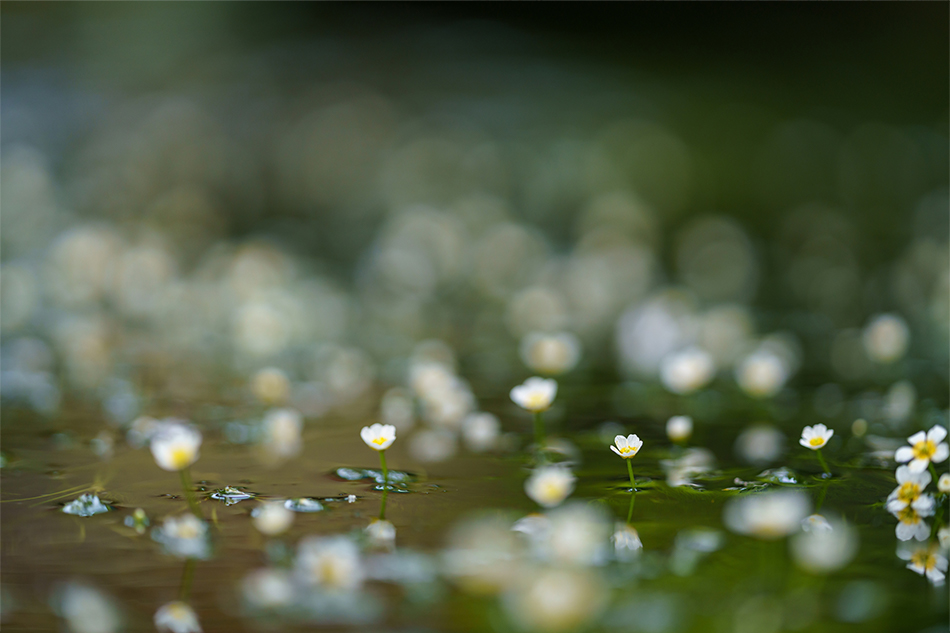 ��7R IV,�@ FE 135mm F1.8 GM,�@ 135mm,�@ F2,�@ 1/1500�b,�@ ISO400