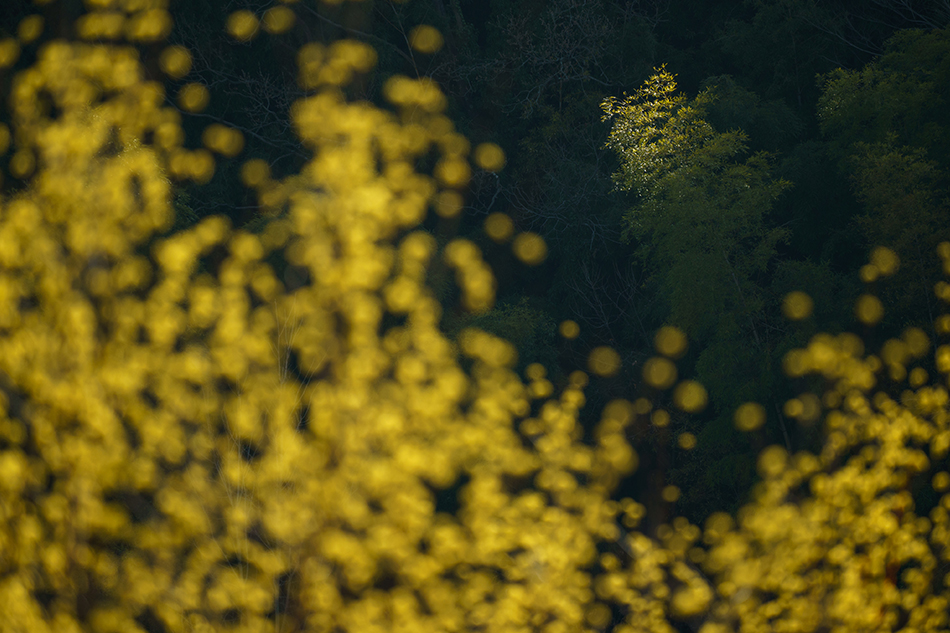 ��7R III,�@ FE 100-400mm F4.5-5.6 GM OSS,�@ 274mm,�@ F5.6,�@ 1/750�b,�@ ISO400