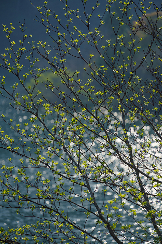 ��7R III,�@ FE 70-200mm F4 G OSS,�@ 200mm,�@ F4,�@ 1/750�b,�@ ISO400