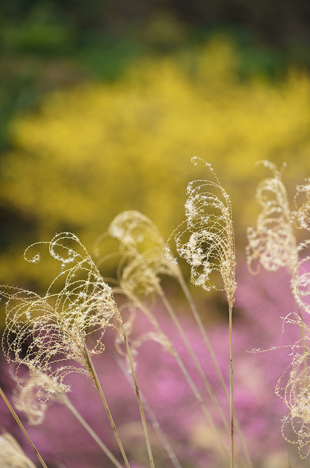 ��7R III,�@ FE 70-200mm F4 G OSS,�@ 200mm,�@ F4,�@ 1/500�b,�@ ISO400