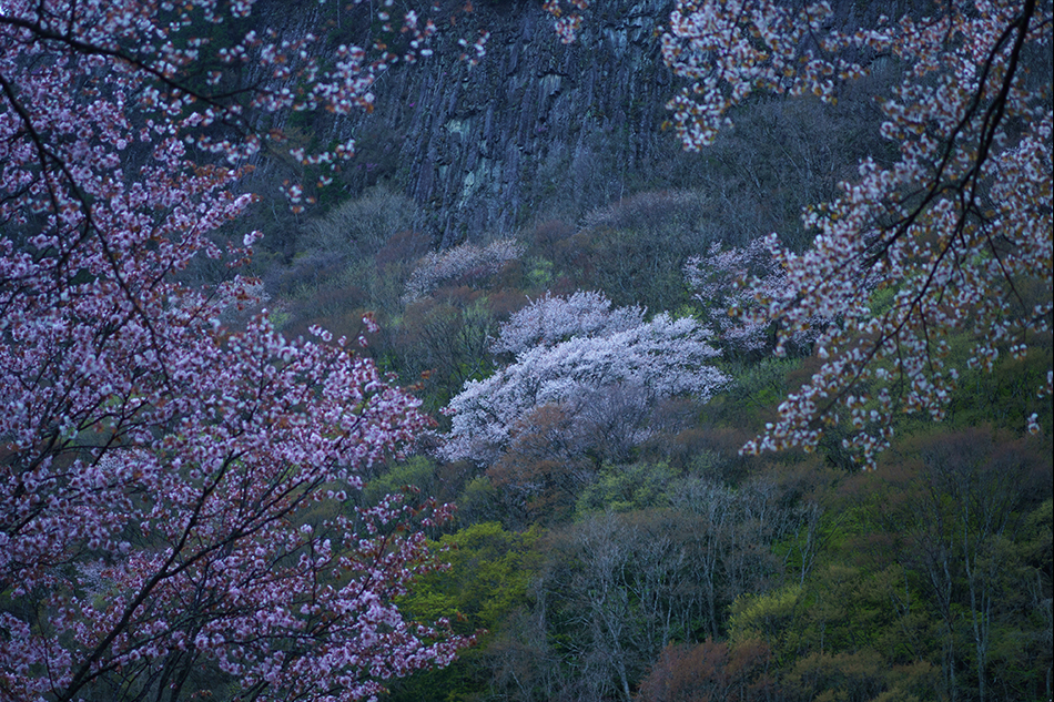 ��7R III,�@ Sonnar T�� FE 55mm F1.8 ZA,�@ 55mm�iAPS-C���[�h82.5mm�����j,�@ F1.8,�@ 1/60�b,�@ ISO400