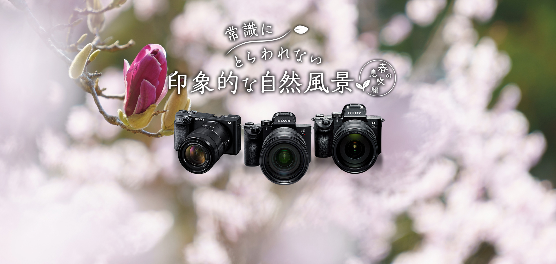 �펯�ɂƂ���Ȃ���ۓI�Ȏ��R���i �t�̑�����