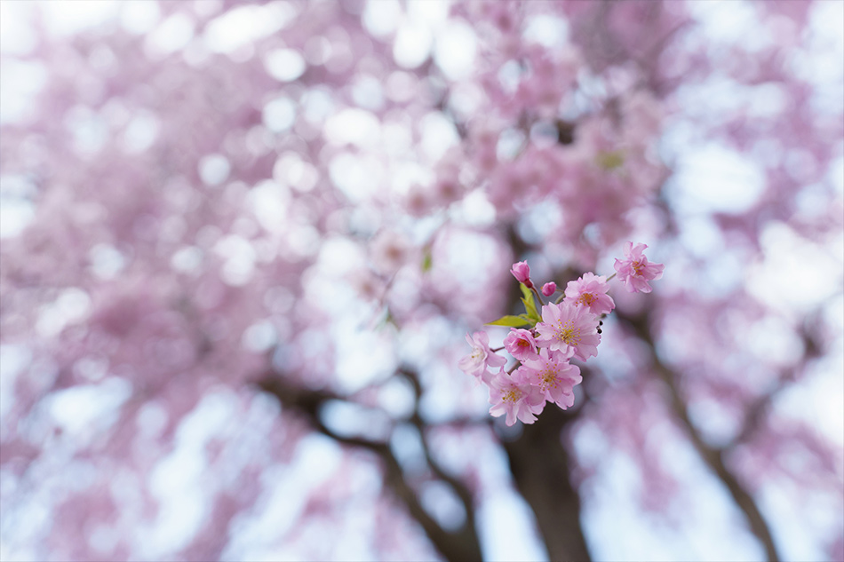 ��7R III,�@ FE 16-35mm F2.8 GM,�@ 33mm,�@ F2.8,�@ 1/750�b,�@ ISO400