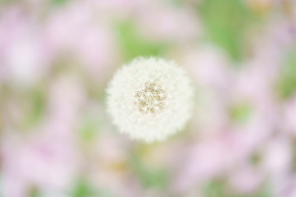 ��7R III,�@ FE 70-200mm F2.8 GM OSS,�@ 198mm,�@ F2.8,�@ 1/350�b,�@ ISO400