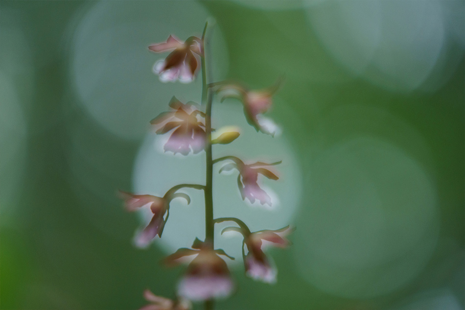 ��7R III,�@ FE 70-200mm F2.8 GM OSS,�@ 200mm,�@ F2.8,�@ 1/30�b,�@ ISO1600