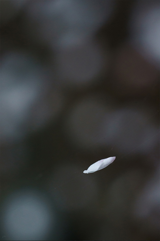 ��7R III,�@ FE 100-400mm F4.5-5.6 GM OSS,�@ 400mm �iAPS-C���[�h600mm�����j,�@ F9.5,�@ 1/350�b,�@ ISO1600