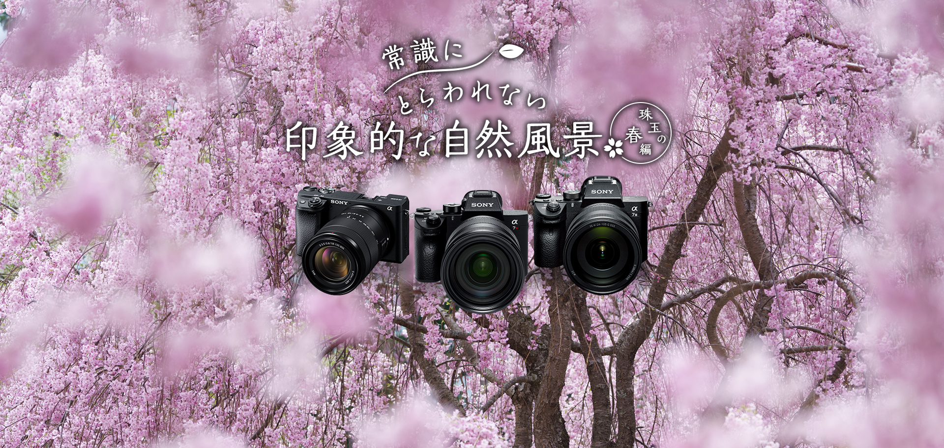 �펯�ɂƂ���Ȃ���ۓI�Ȏ��R���i ��ʂ̏t��