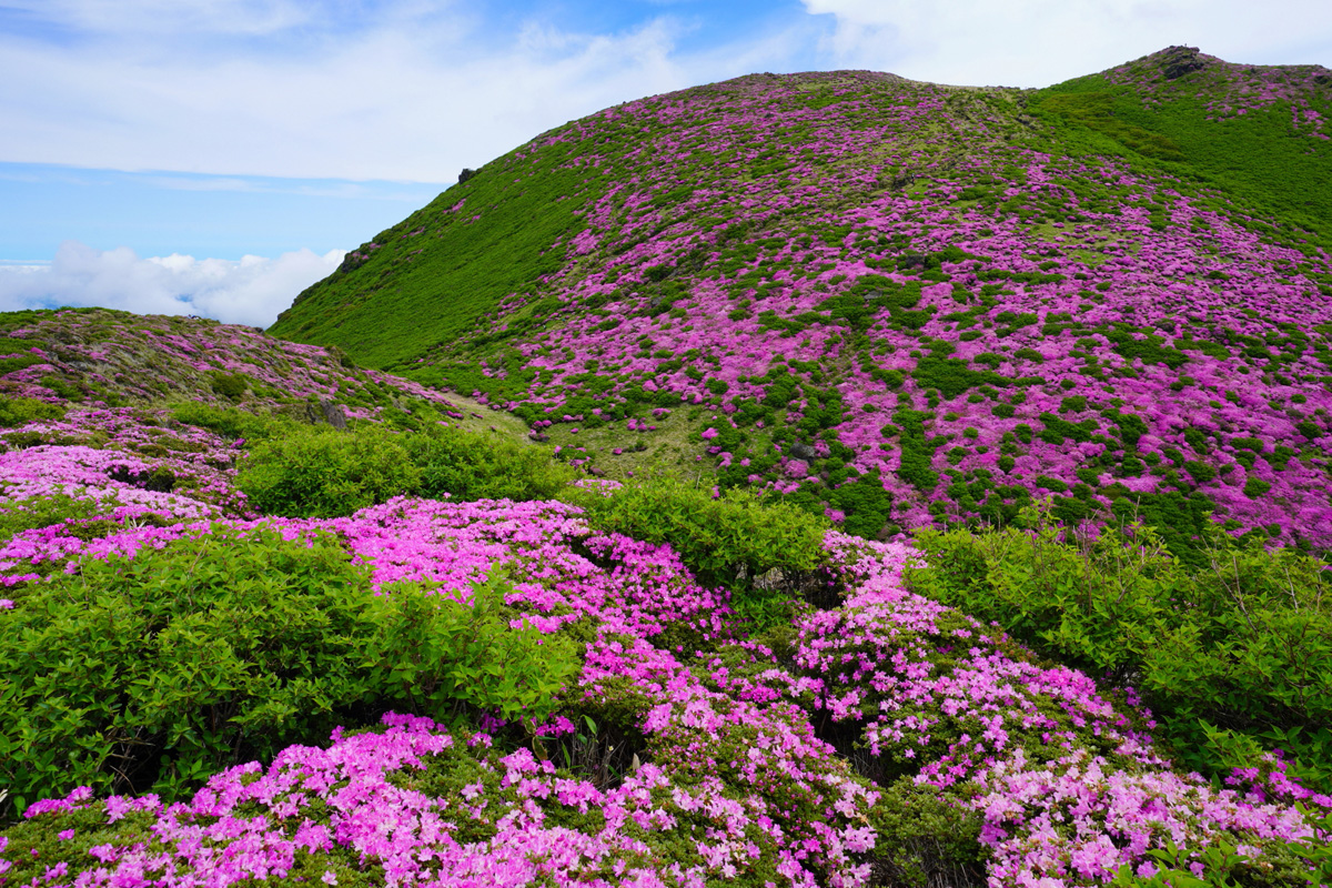 �� professional style �v�������B�e�̗��V