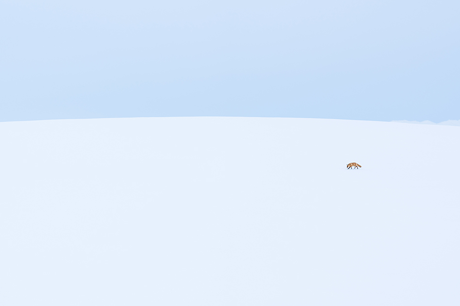 ��7R II,�@ FE 70-200mm F2.8 GM OSS,�@198mm,�@F2.8,�@1/640�b,�@ISO100