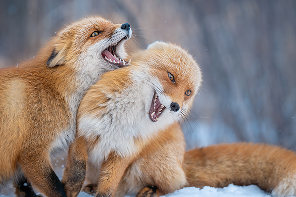 ��7R IV,�@ FE 70-200mm F2.8 GM OSS,�@ 171mm,�@ F4,�@ 1/1000�b,�@ISO125