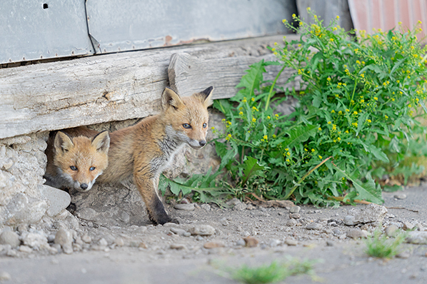 �o�^�Ăяo��1�i�����Ɣ�s�@�̎B�e�j�F��7 III,�@ FE 400mm F2.8 GM OSS,�@ 400mm,�@ F2.8�@ 1/1250�b,�@ ISO640