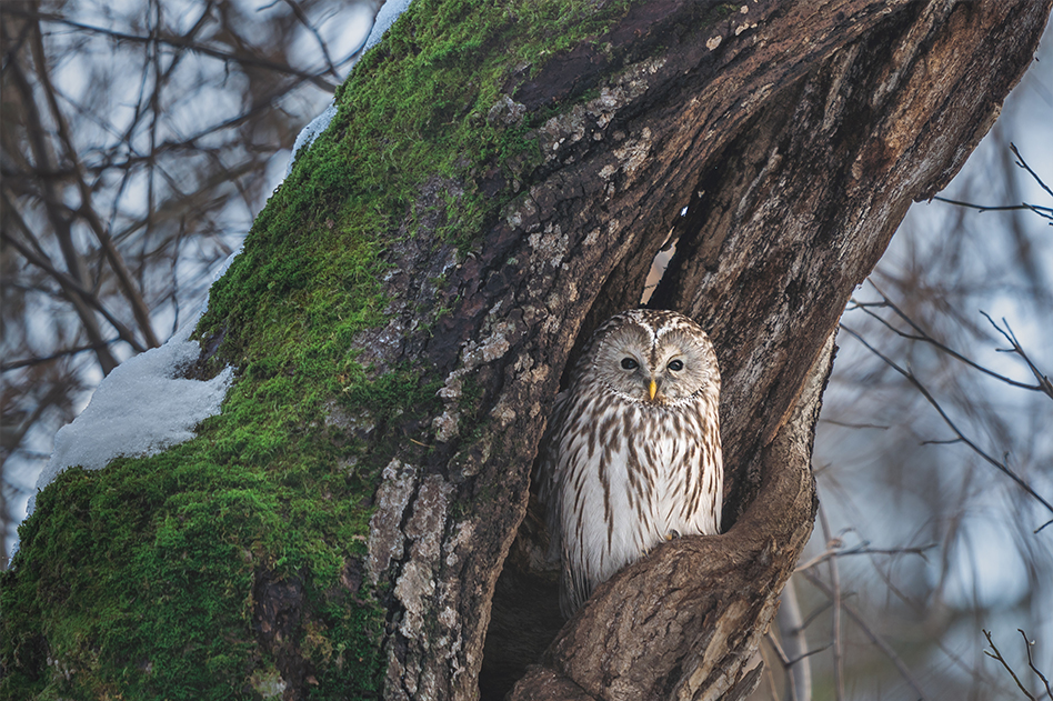 ��7R IV,�@ FE 400mm F2.8 GM OSS,�@ 400mm,�@ F2.8,�@ 1/30�b,�@ ISO100