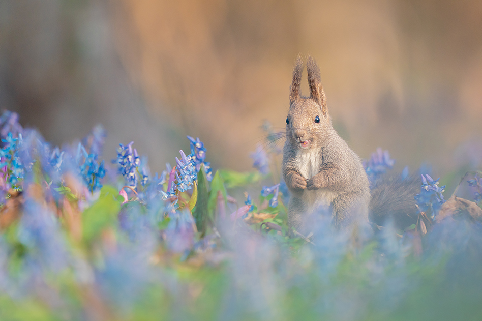 ��9,�@ FE 400mm F2.8 GM OSS + 1.4X Teleconverter,�@ 560mm,�@ F4,�@ 1/1250�b,�@ ISO800