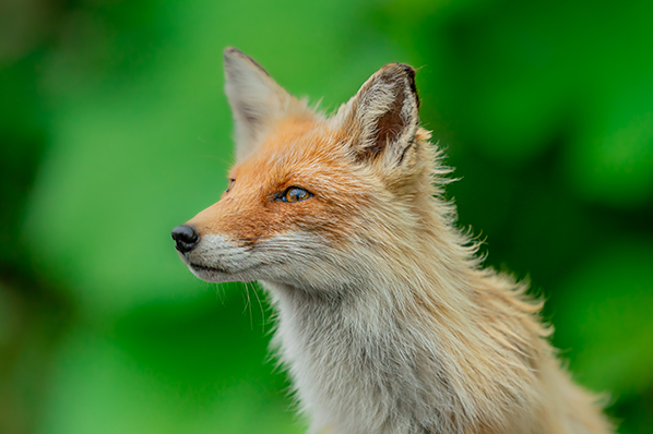 ��9,�@ FE 400mm F2.8 GM OSS,�@ 400mm,�@ F2.8,�@ 1/1000�b,�@ ISO800