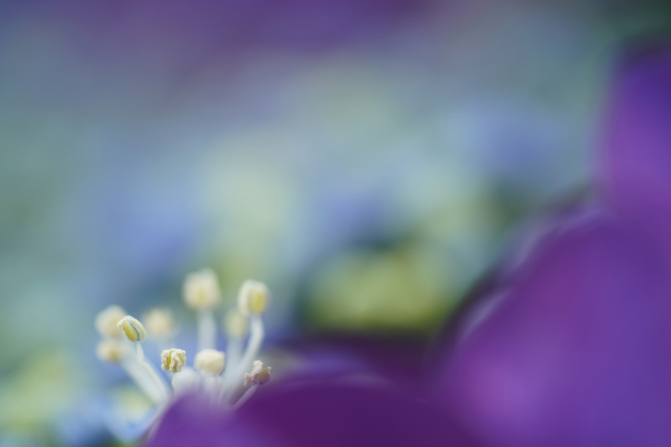 α7R III, FE 90mm F2.8 Macro G OSS, 90mm, F2.8, 1/500秒, +0.3, ISO400